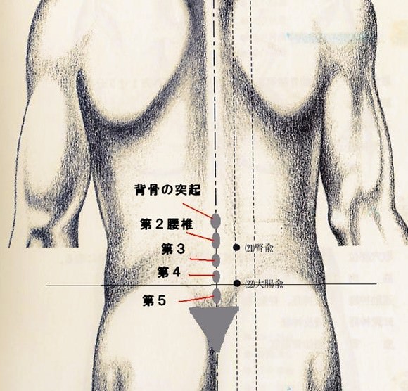 腰椎の場所の確認ができるイラスト