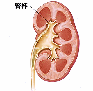 腎杯とはどこ?
