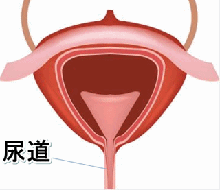 尿道の画像